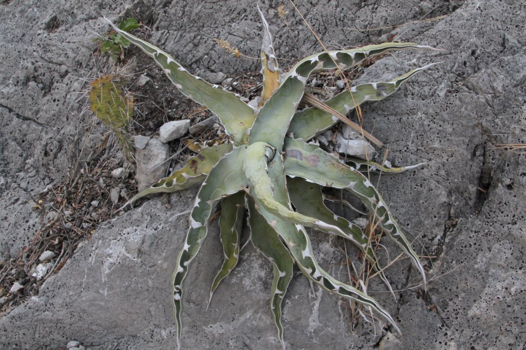 agavexylonacantha.jpg