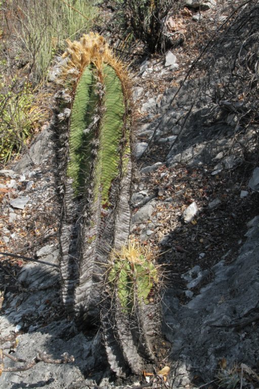 astrophytumornatum.jpg