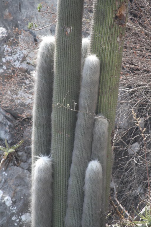 cephalocereussenilis2.jpg