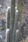 cephalocereussenilis2_small.jpg