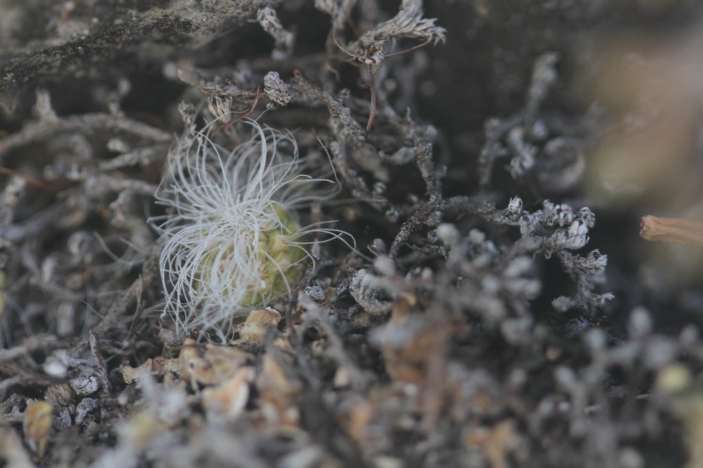 cephalocereussenilis3.jpg