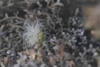cephalocereussenilis3_small.jpg