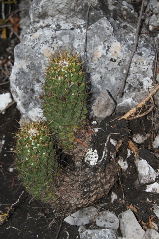 coryphanthaoctacantha.jpg