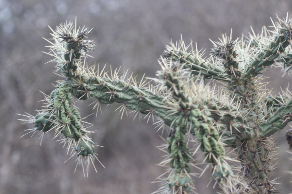 cylindropuntiaimbricata.jpg