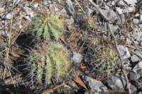 ferocactusflavovirens2_small.jpg