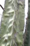 lophocereusmarginatus_small.jpg