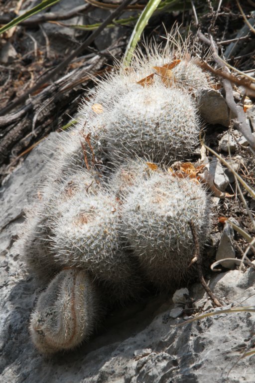 mammillariagemnispina4.jpg