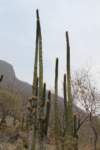 neobuxbaumiapolylopha_small.jpg