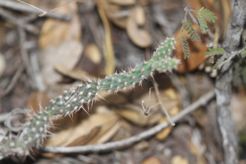 opuntiapubescens.jpg