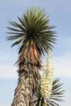 yucca_small.jpg