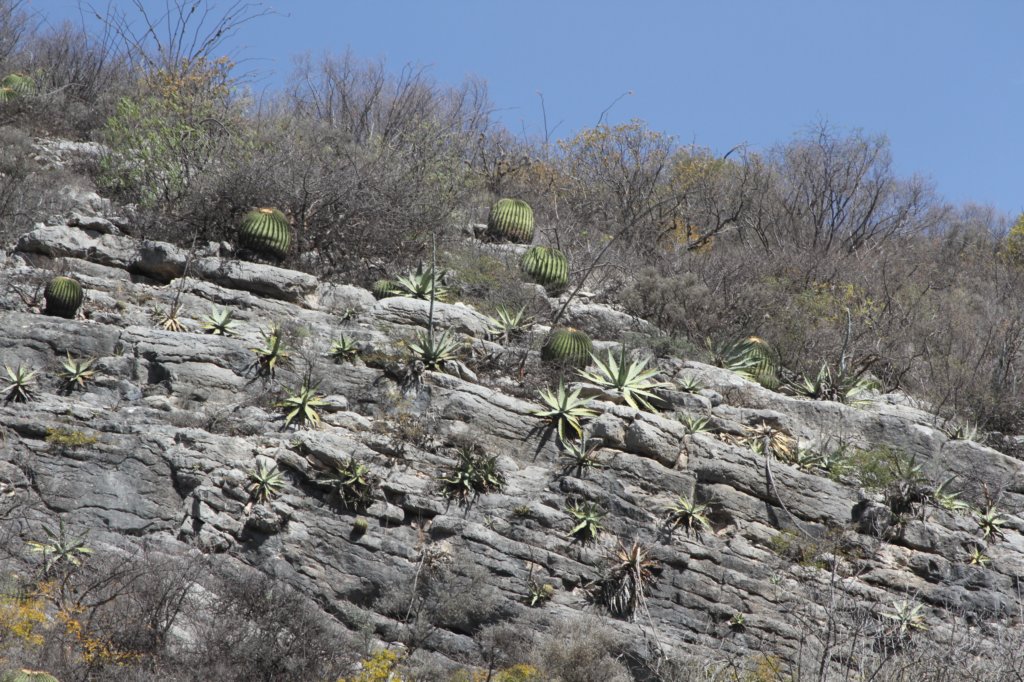 echinocactusplatyacanthus.jpg