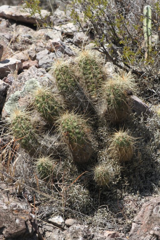 echinocereuscinerescens.jpg