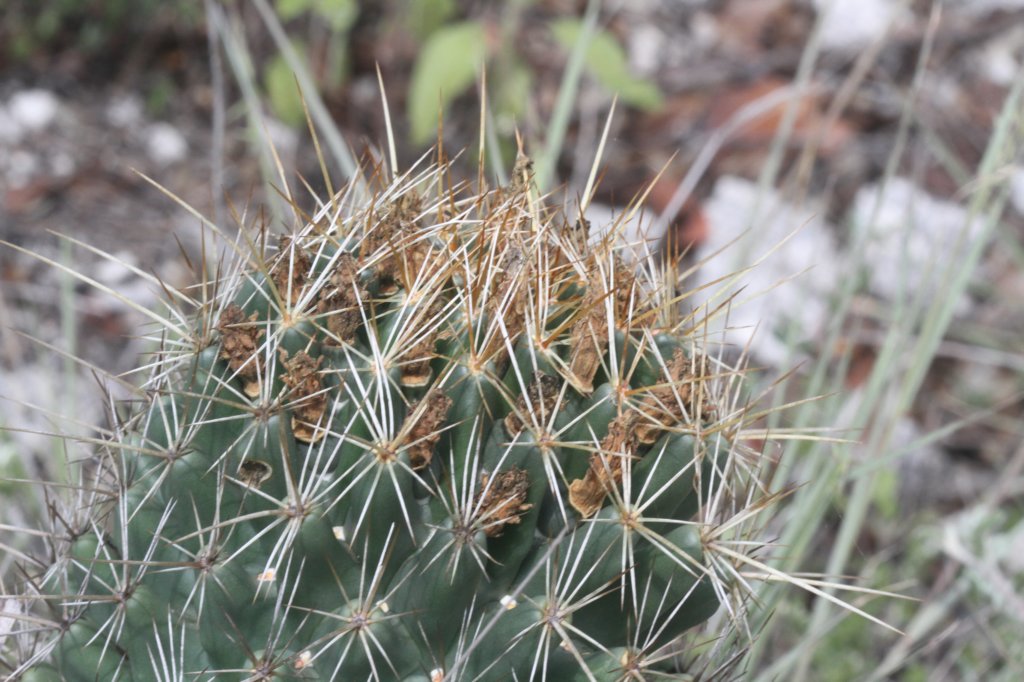 coryphanthaoctacantha.jpg