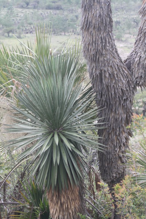 yucca.jpg