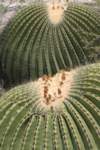 echinocactusplatyacanthus_small.jpg