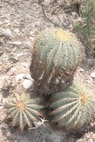 ferocactusglaucescens.jpg