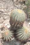 ferocactusglaucescens_small.jpg