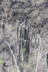 cephalocereussenilis_small.jpg
