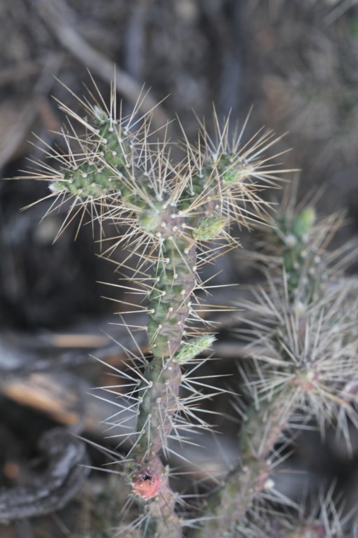 cylindropuntiapubescens.jpg