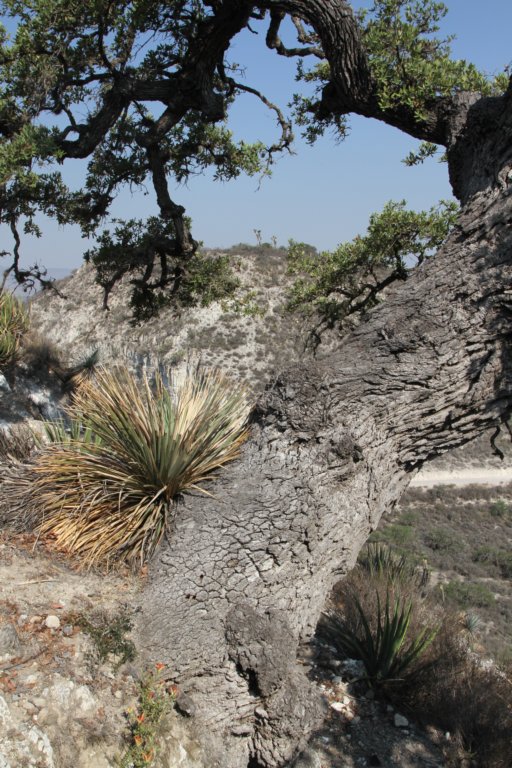 dasylirionserratifolium.jpg