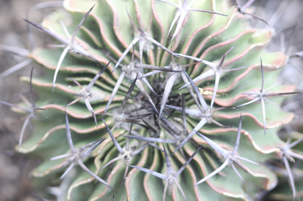 echinofossulocactuslamellosus.jpg