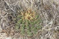 ferocactushistrix_small.jpg