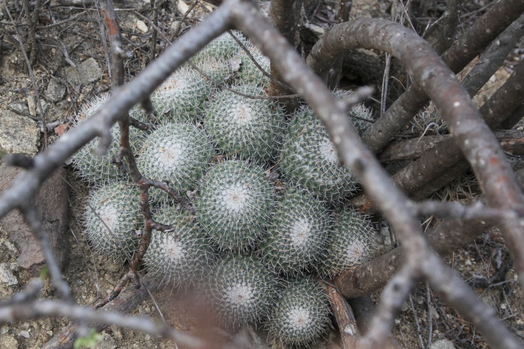 mammillariagemnispina.jpg