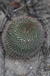 mammillariarhodantha_small.jpg