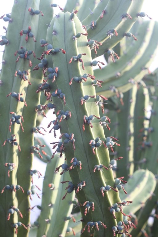 myrtillocactusgeometrizans.jpg