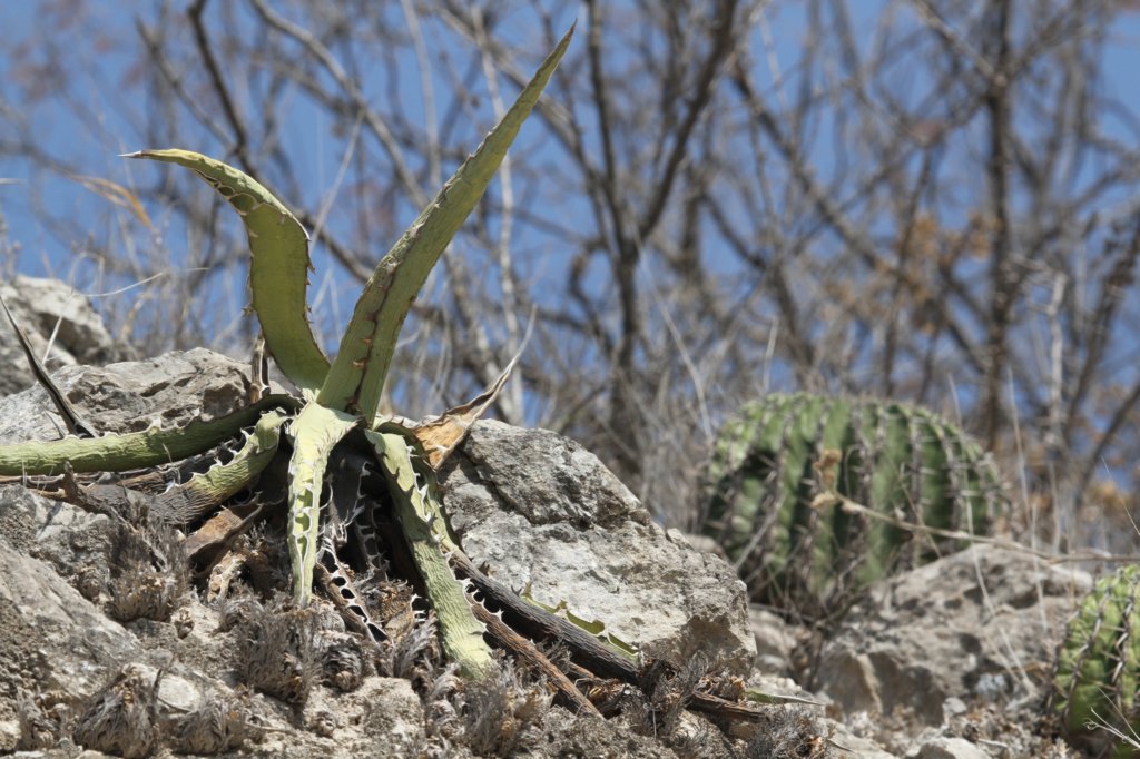 agavexylonacantha.jpg