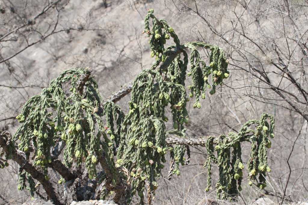cylindropuntiaimbricata.jpg