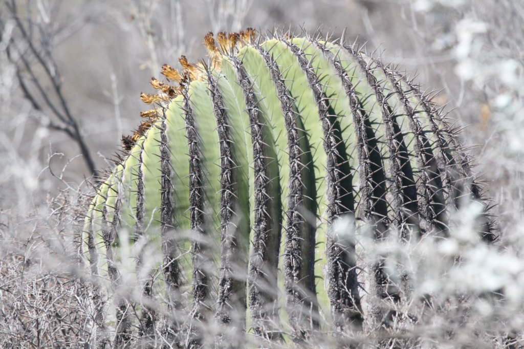 echinocactusplatyacanthus.jpg