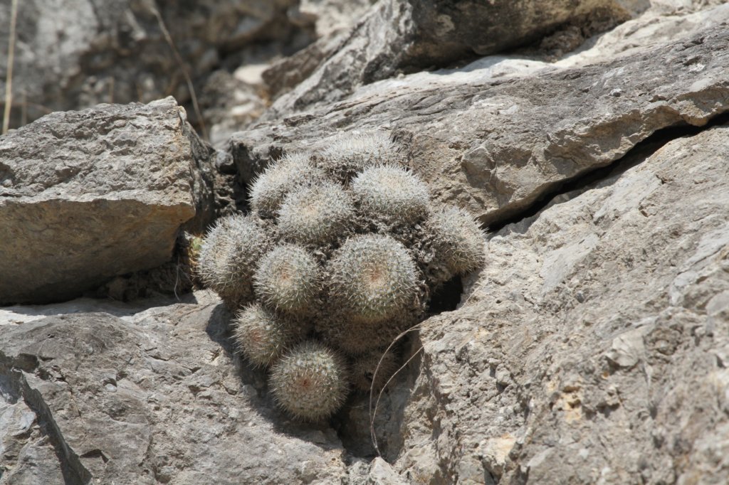 mammillariagemnispina.jpg