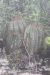ferocactusglausescens_small.jpg