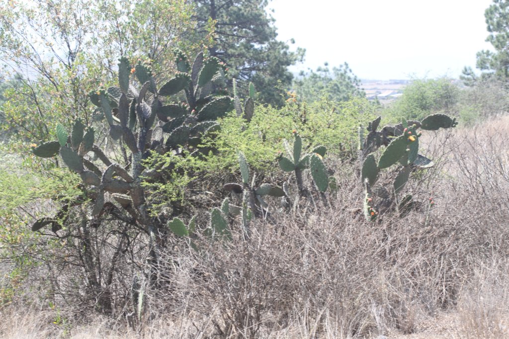 opuntialeucotricha.jpg