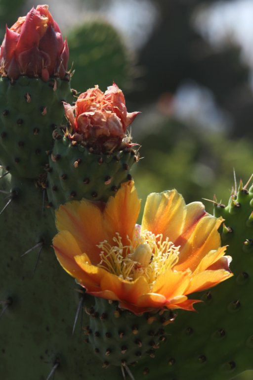 opuntialeucotricha2.jpg