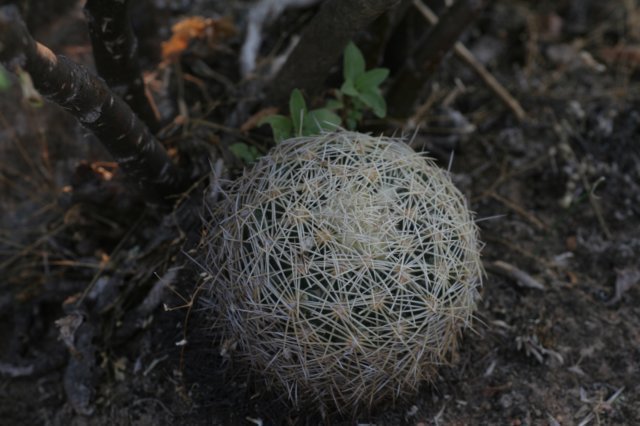 coryphanthacornifera.jpg