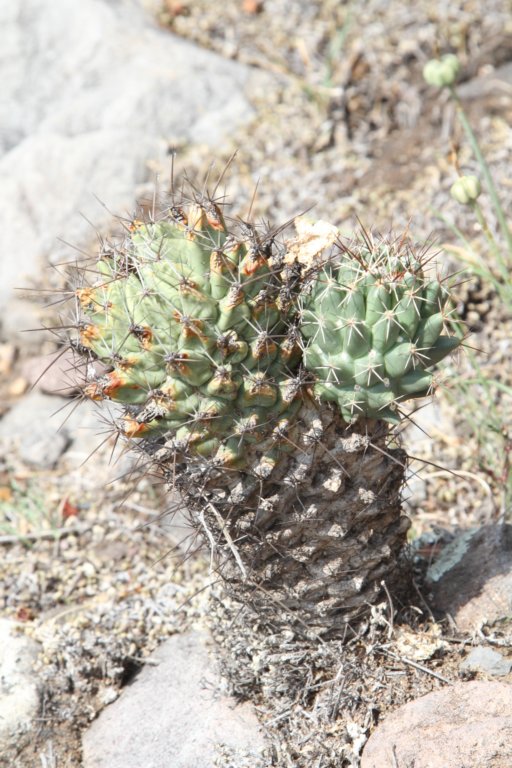 coryphanthaoctacantha.jpg