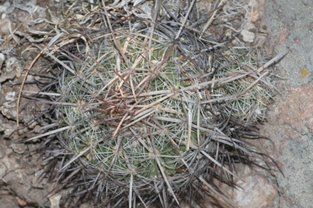 echinofossulocactuscrispatus.jpg