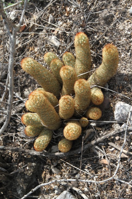 mammillariaelongata.jpg