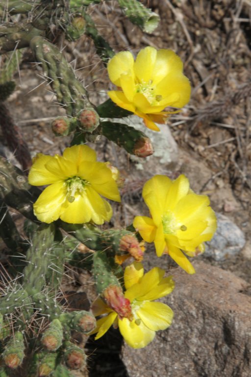 opuntiapubescens.jpg