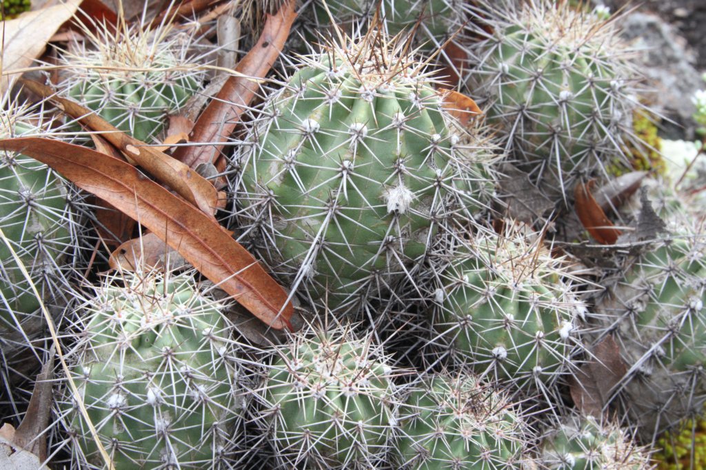 echinocereusacifervarhuitcholensis.jpg