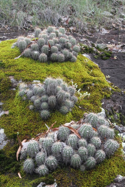 echinocereusacifervarhuitcholensis2.jpg