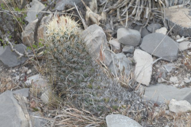 coryphantha.jpg