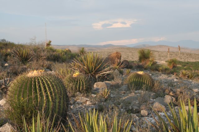 echinocactusplatyacanthus2.jpg