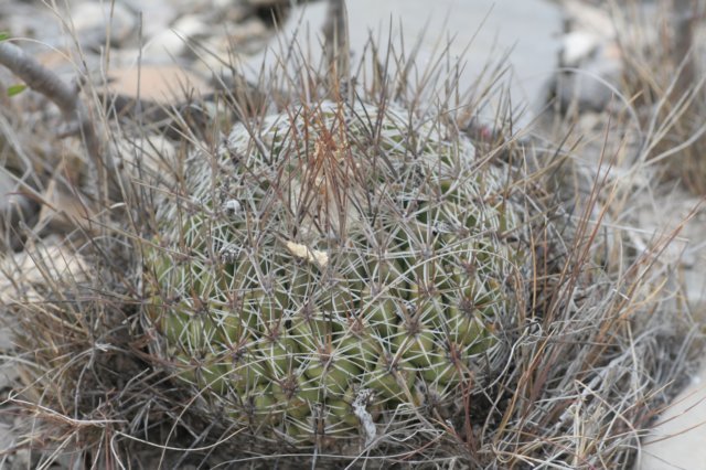 thelocactusconothelos.jpg