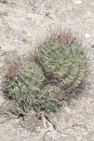 ferocactushamatacanthus.jpg