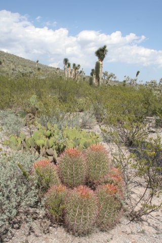 ferocactusstainesii.jpg