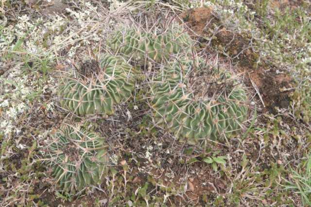 echinofossulocactuscrispatus2.jpg