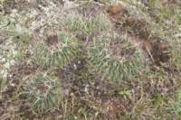 echinofossulocactuscrispatus2_small.jpg